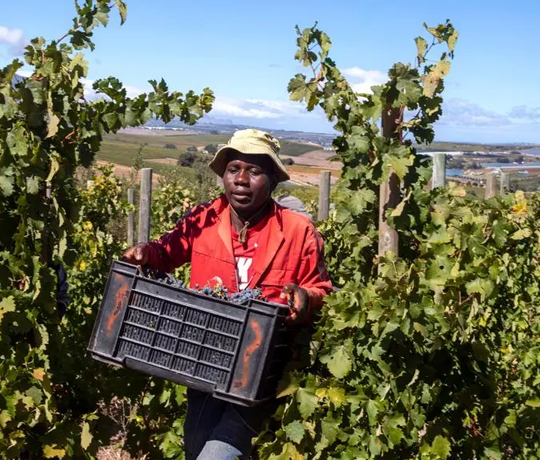 Agriculture & Rural Development